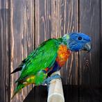 Jonge mannelijke lorikeet EAM, Mannelijk, Papegaai, Tam