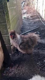 Zijdehoen haan, Dieren en Toebehoren, Mannelijk, Kip