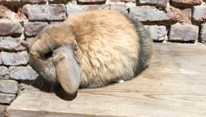 Minilop rammelaar, Dieren en Toebehoren, Konijnen, Dwerg, Mannelijk, 0 tot 2 jaar, Hangoor