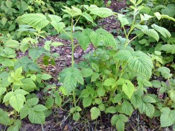 witte framboos plantje  beschikbaar voor biedingen