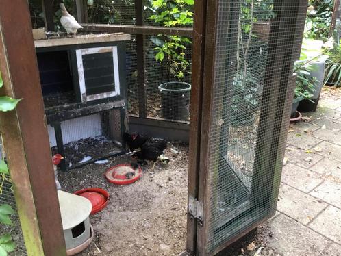 Ko Shamo kloek met kuikens, Dieren en Toebehoren, Pluimvee | Toebehoren, Zo goed als nieuw, Ophalen