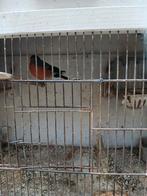 Noordse goudvink, Dieren en Toebehoren