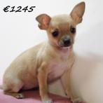 Chihuahua - kortharige pups te koop, Dieren en Toebehoren, Honden | Chihuahua's en Gezelschapshonden, 15 weken tot 1 jaar, Handelaar