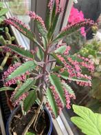 Kalanchoe pink butterfly stekjes, Huis en Inrichting, Kamerplanten, Ophalen