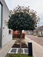 Red robin, Jardin & Terrasse, Plantes | Arbres, Enlèvement, Arbre à bulbes, 250 à 400 cm