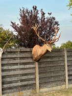 Enorm hertenkop 180 cm 140 cm 140 cm, Antiek en Kunst, Ophalen of Verzenden