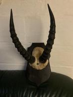 Gewei, Collections, Collections Animaux, Enlèvement, Animal sauvage, Bois ou Tête