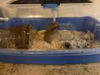 Hamsters, Animaux & Accessoires, Rongeurs
