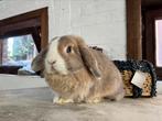 Minilop bo ram, Dieren en Toebehoren, Konijnen, Mannelijk, Dwerg, Hangoor, 0 tot 2 jaar