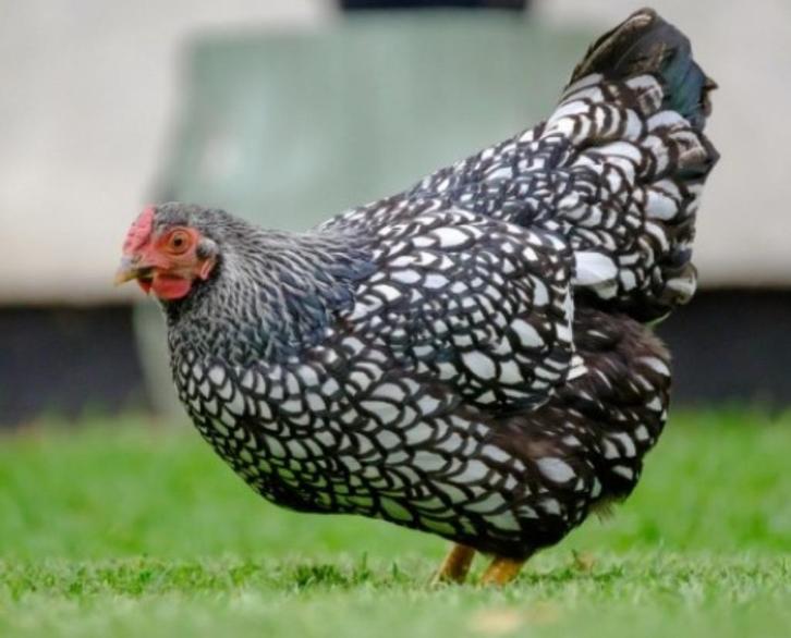 Sierkippen Cochins, Baardkrielen, Wyandotte, ..., Dieren en Toebehoren, Pluimvee, Kip