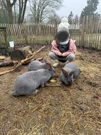 Jonge Blauw van Ham konijnen, Dieren en Toebehoren, Geslacht onbekend, Groot, 0 tot 2 jaar