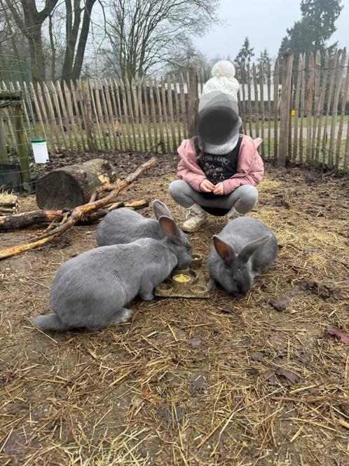 Jonge Blauw van Ham konijnen, Dieren en Toebehoren, Konijnen, Groot, Geslacht onbekend, 0 tot 2 jaar