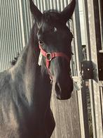 friese merrie, Dieren en Toebehoren, Paarden, Merrie, 0 tot 2 jaar, Gechipt, 160 tot 165 cm