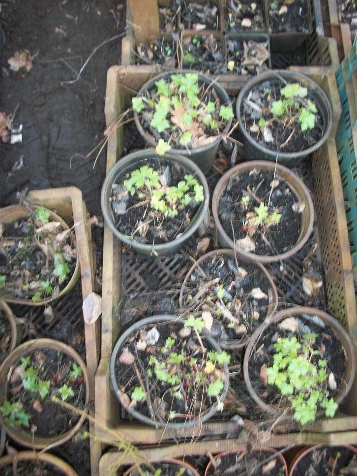 Vaste Geraniums in grotere potmaat, Jardin & Terrasse, Plantes | Jardin, Plante fixe, Autres espèces, Mi-ombre, Été, Enlèvement