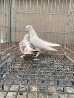 Super takla baby, Dieren en Toebehoren, Vogels | Duiven