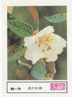 lucifermerk luciferetiket #205 bloemen (50-16), Boîtes ou marques d'allumettes, Envoi, Neuf