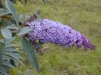 Vlinderstruik – Buddleja davidii, Enlèvement, Arbuste aux papillons