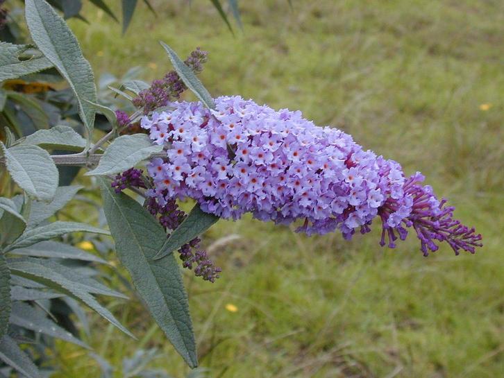 Vlinderstruik – Buddleja davidii, Jardin & Terrasse, Plantes | Arbustes & Haies, Arbuste aux papillons, Enlèvement