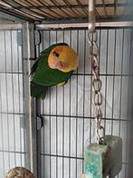 Caique, Dieren en Toebehoren, Tam