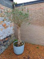 Olijfbomen, Tuin en Terras, Ophalen