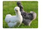 Zijdehoenders, Padua, Wyandotte, Baardkriel en andere, Dieren en Toebehoren, Kip