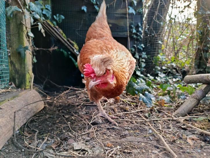 Kruiszijde kip/rode leghen, Dieren en Toebehoren, Pluimvee, Kip, Vrouwelijk
