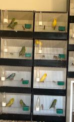 Forpus groen en dgroen, Dieren en Toebehoren