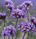 Graines de Verbena bonariensis, récolte 2025, Enlèvement ou Envoi, Toute l'année, Graine