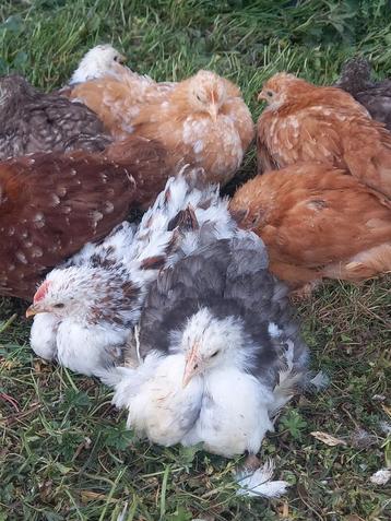 Cochin krielen te koop, Dieren en Toebehoren, Pluimvee