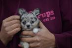 Chihuahua pups, Dieren en Toebehoren, Honden | Chihuahua's en Gezelschapshonden, 8 tot 15 weken, Buitenland, CDV (hondenziekte)