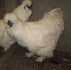 zijdehoen wit, Dieren en Toebehoren, Pluimvee, Meerdere dieren, Kip