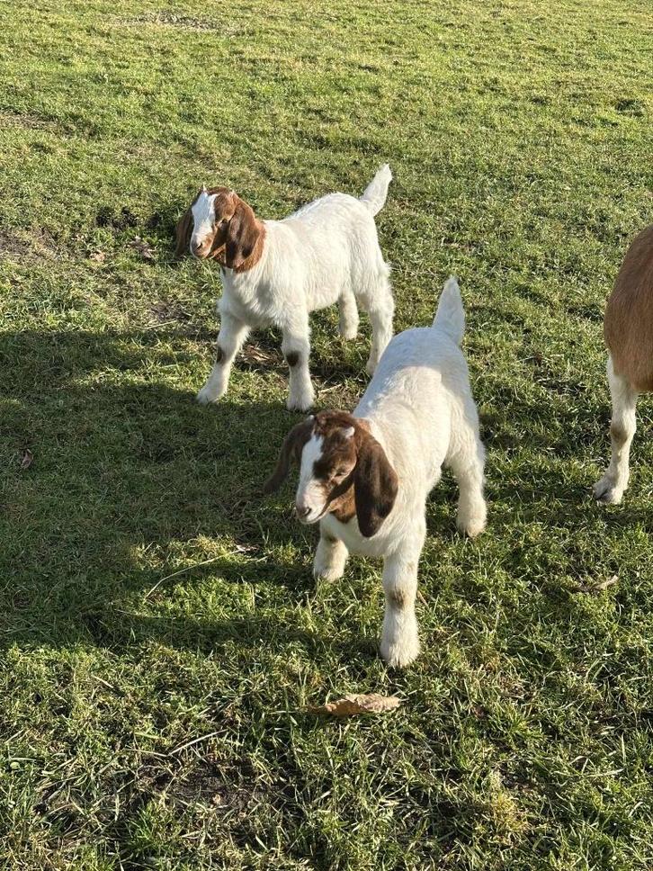 Boergeit bokjes, Animaux & Accessoires, Moutons, Chèvres & Cochons, Chèvre, Mâle, 0 à 2 ans