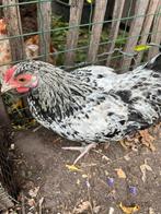 Wyandotte haan kriel