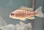 Aulonocara Baenschi Benga Malawi, culture amateur de cichlid, Animaux & Accessoires, Poisson, Poisson d'eau douce