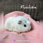 Zeer lief rustig klein zeugje, Fuchsia - adoptie, Dieren en Toebehoren, Vrouwelijk, Cavia, Tam