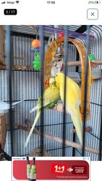 Parktien met groote kooi, Meerdere dieren, Parkiet