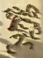 Boutures de Crassula rupestris 0,50-1€/pc, Huis en Inrichting, Kamerplanten, Bloeiende kamerplant, Ophalen, Vetplant