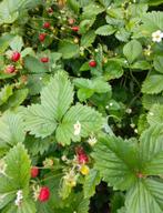 Bosaardbei (vaste plant), Tuin en Terras, Ophalen, Vaste plant, Bodembedekkers, Volledige schaduw