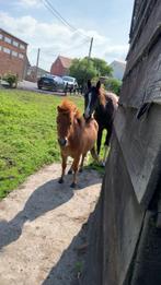 Halve stal voor 2 pony’s gezocht, Dieren en Toebehoren, Meerdere dieren, Onbeleerd, D pony (1.37m tot 1.48m), 3 tot 6 jaar