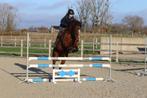 betrouwbare partner voor sport en plezier, Dieren en Toebehoren, Paarden, Gechipt, Ruin, M, Dressuurpaard