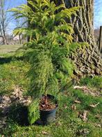Cryptomeria Japonica 'Sekkan', Tuin en Terras, Ophalen