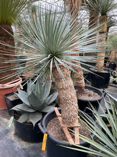 Yucca Rostrata - ruim assortiment, Tuin en Terras, Planten | Tuinplanten, Vaste plant, Overige soorten, Volle zon, Lente, Ophalen