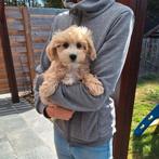 Maltipoo pup, Dieren en Toebehoren, Honden | Chihuahua's en Gezelschapshonden, België, CDV (hondenziekte), 8 tot 15 weken, Meerdere