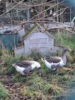 Pommerse ganzen, Dieren en Toebehoren, Gans of Zwaan