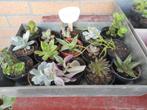 planten, Tuin en Terras, Overige soorten, Volle zon, Vaste plant, Ophalen of Verzenden