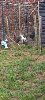 Hennen, te koop, Dieren en Toebehoren, Pluimvee