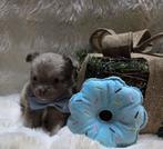 Chihuahua, Dieren en Toebehoren, België, Particulier, Reu, 8 tot 15 weken