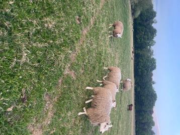 rammen, Mâle, Mouton