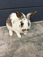 Gecastreerd man, Dieren en Toebehoren, Konijnen