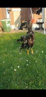 shamo x brazil, Dieren en Toebehoren, Pluimvee